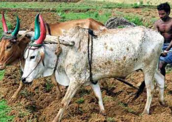 लाखों किसानों को मिलेगी फ्री बिजली और सरचार्ज में भारी छूट, करना होगा ये काम