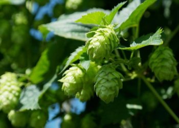 hop shoot crop