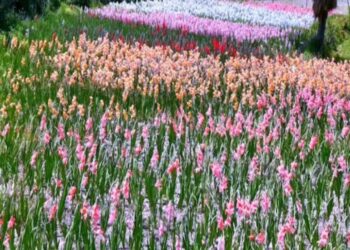 उत्तराखंड : माणा गांव में बना भारत का सबसे ऊंचा हर्बल गार्डन, जानिए इसकी खूबियां