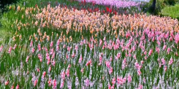 उत्तराखंड : माणा गांव में बना भारत का सबसे ऊंचा हर्बल गार्डन, जानिए इसकी खूबियां