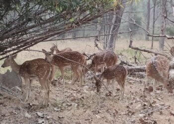 यात्रा संस्मरण: बांधवगढ़ टाइगर रिजर्व, कॉल सुनने को तरसते कान