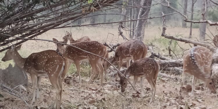 यात्रा संस्मरण: बांधवगढ़ टाइगर रिजर्व, कॉल सुनने को तरसते कान