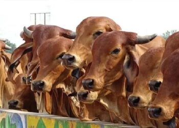 गाय को राष्ट्रमाता घोषित करने की उठी मांग, शुरू हुआ हस्ताक्षर अभियान