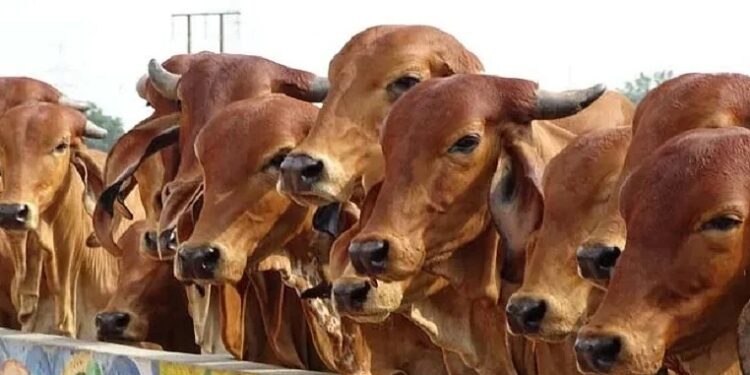 गाय को राष्ट्रमाता घोषित करने की उठी मांग, शुरू हुआ हस्ताक्षर अभियान