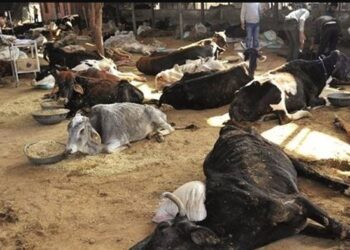 छत्तीसगढ़ : बदतर स्थिति में गोठान, गायों की हो रही है मौत