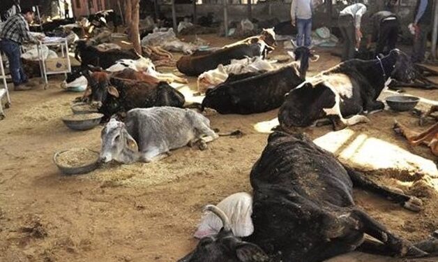 छत्तीसगढ़ : बदतर स्थिति में गोठान, गायों की हो रही है मौत