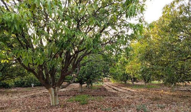 उत्तराखंड : रिटायर्ड कृषि अधिकारी ने बनाया विशाल जंगल, मिल सकता है 400 करोड़ का मुआवजा