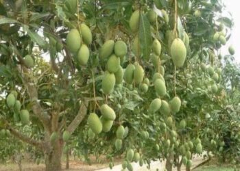 200 साल पुराना है ‘दशहरी’ आम का इतिहास! जानिए कैसा मिला था नाम