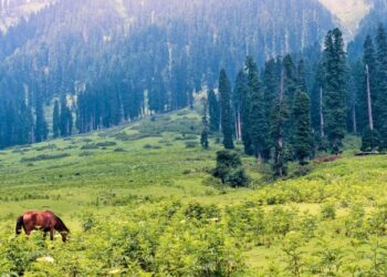 जम्मू और कश्मीर में बढ़ रहे दवा उद्योग का औषधीय पौधों पर क्या असर होगा?