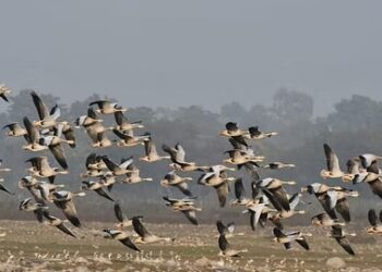 इंसान ही नहीं पक्षियों पर भी पड़ रहा बदलते तापमान का असर!