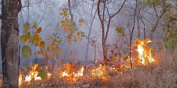 76 hectares of forest area burnt to ashes in just one day