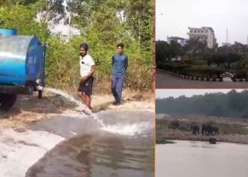 बढ़े तापमान से जंगली जानवरों का हुआ बुरा हाल