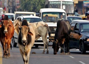 अब ‘आवारा’ और ‘बेसहारा’ नहीं कहलाएंगी सड़क पर घूमती गाय, इस राज्य ने किया बड़ा ऐलान