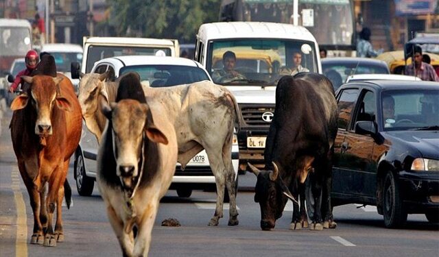 अब ‘आवारा’ और ‘बेसहारा’ नहीं कहलाएंगी सड़क पर घूमती गाय, इस राज्य ने किया बड़ा ऐलान