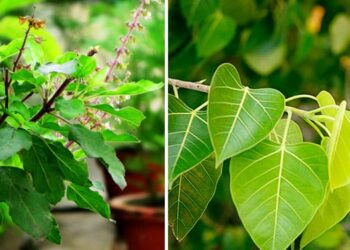 तुलसी और पीपल की पूजा क्यों की जाती है, और क्या है इसका महत्व