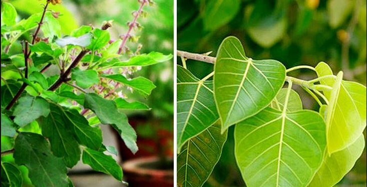 तुलसी और पीपल की पूजा क्यों की जाती है, और क्या है इसका महत्व