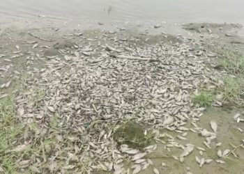 यमुना में मरती मछलियां कौन जिम्‍मेदार?