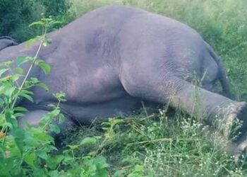 हाथियों की कब्रगाह बना हरिद्वार डिवीजन, चौथे हाथी की करंट लगने से मौत