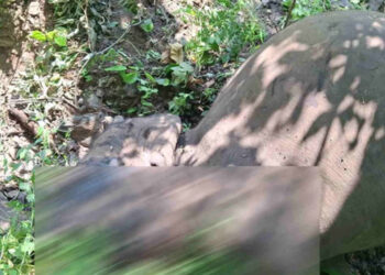 पिछले चार दिन में दो हाथियों की मौत से वन विभाग में हड़कंप