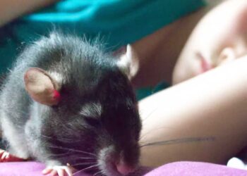 नैनीताल में चूहों का आतंक, लोगों को काट रहे