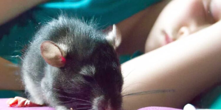 नैनीताल में चूहों का आतंक, लोगों को काट रहे