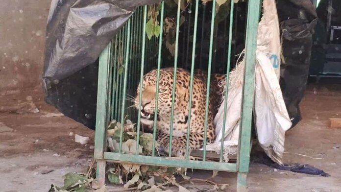 पिंजरे में कैद हुआ चार साल का गुलदार